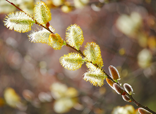 white willow tree branch and flowers