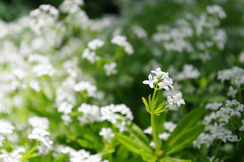 woodruff plant flowers and leaves