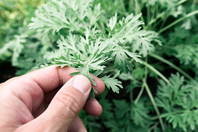 persons finger holding leaf of wormwood plant