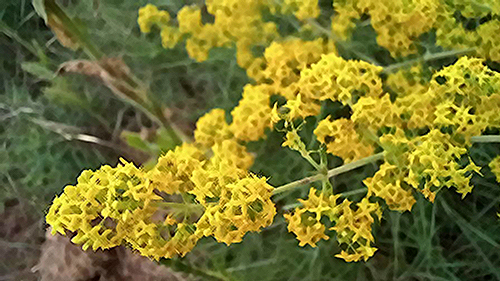 yellow bedstraw benefits