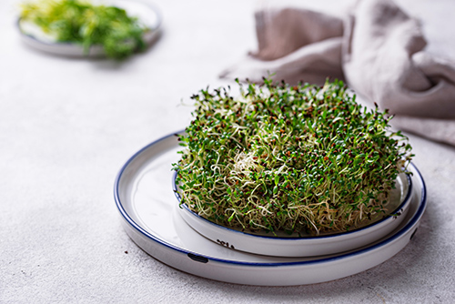 health benefits of alfalfa sprouts