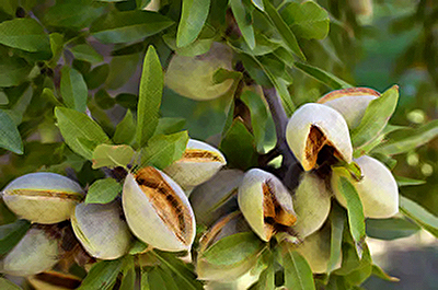 almond tree with leaves and fruit