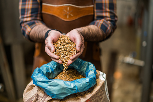 Barley health benefits