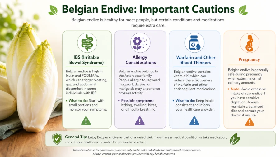 Summary of Belgian endive cautions covering IBS, allergy, warfarin and pregnancy.