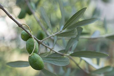 olive fruits on a branch with leaves