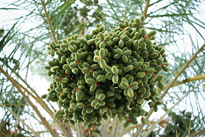 cluster green unripe dates on the date palm tree