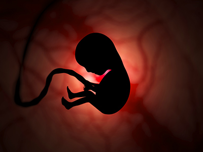 silhouette of fetus in womb