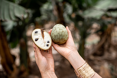 hands holding cherimoya fruit