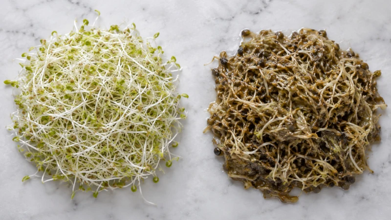 Side-by-side comparison of fresh white and spoiled brown alfalfa sprouts.