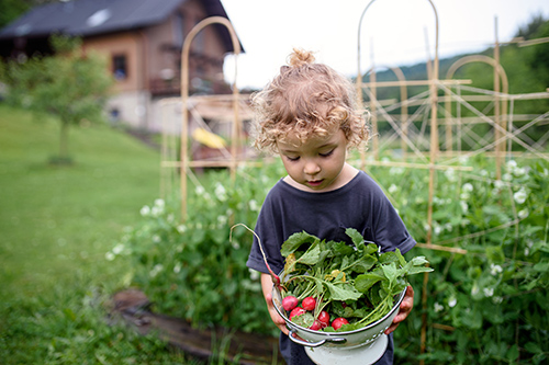 health benefits of radishes