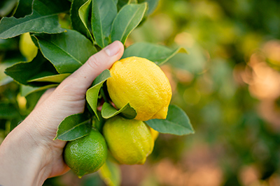 woman hand holding a branch with three lemons in a bunch