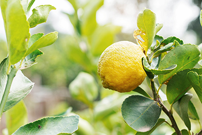 lemon on a tree with leaves