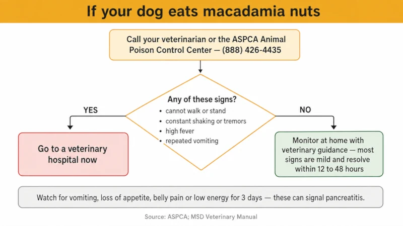 Decision flowchart showing what to do if a dog eats macadamia nuts, including when to go to an emergency veterinary hospital