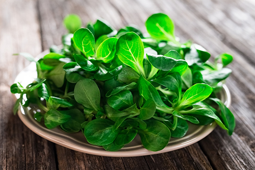 mache lettuce on plate