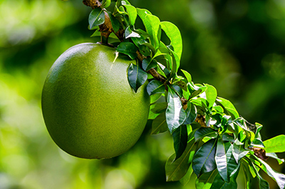 green passion fruit on the vine