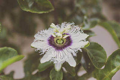 passion fruit blossom and leaves