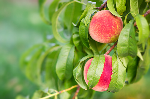 Health Benefits of Peaches