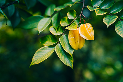 carambola tree and leaves with two fruits hanging off the branch