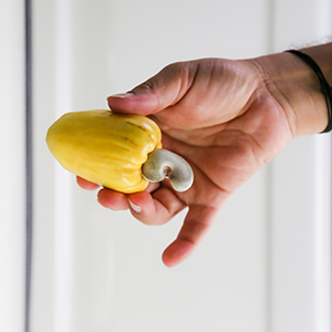 hand holding a cashew fruit