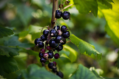 black currants on the tree