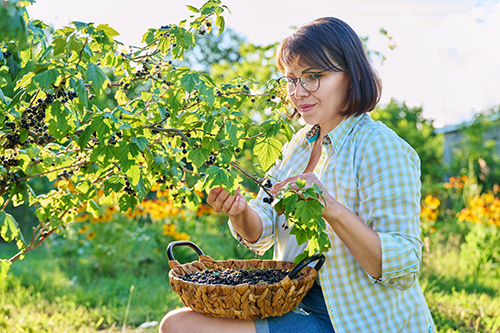 black currant benefits