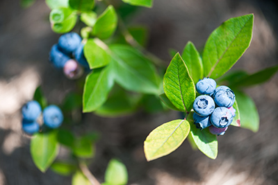 blueberries on tree with leaves