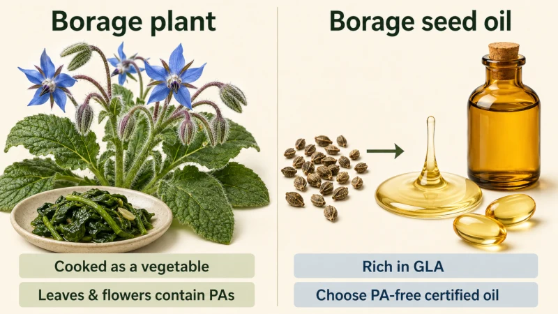 Side-by-side illustration comparing fresh borage leaves and blue flowers with borage seeds, oil, and capsules.