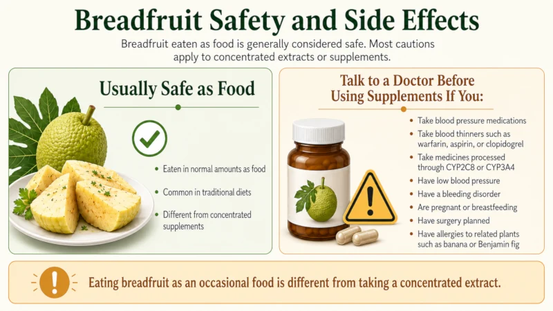 Infographic listing breadfruit medication interactions: blood pressure drugs, blood thinners, and liver-metabolized medications.