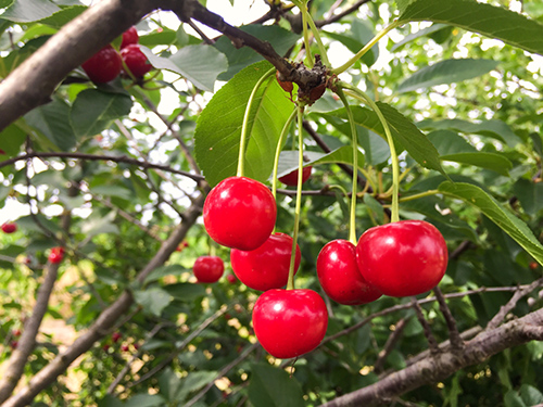 health benefits of cherries