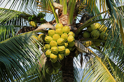 bunch of coconuts on coconut tree