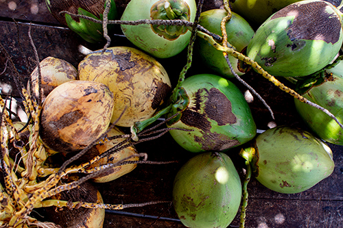 coconut health benefits