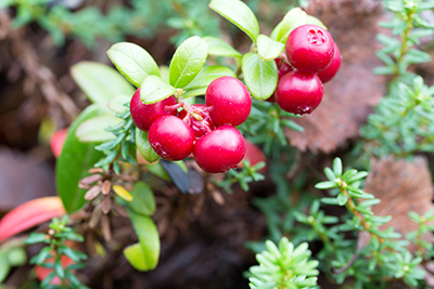 cranberries on tree with leaves