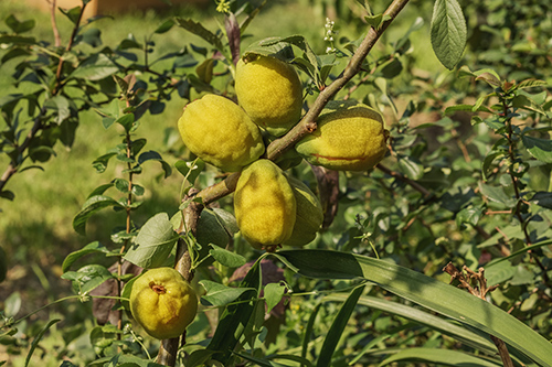 feijoa benefits