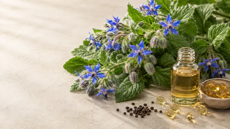 Fresh borage plant with blue star-shaped flowers beside borage seed oil capsules and a small amber oil bottle.