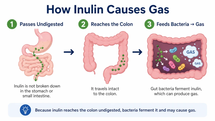 Diagram showing inulin reaching the colon undigested, feeding gut bacteria and producing gas.