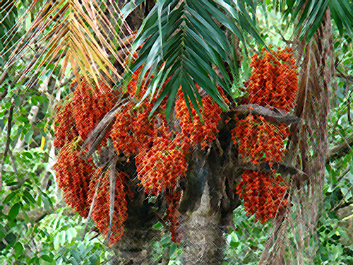 peach palm