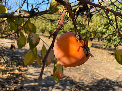 single persimmon fruit on the tree