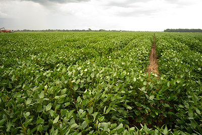 soybean garden