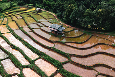 rice field