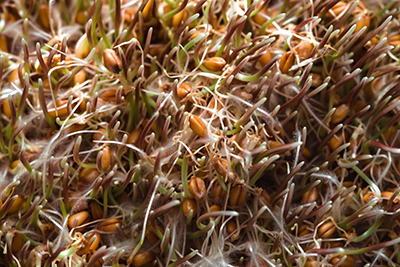 close up on wheat germ