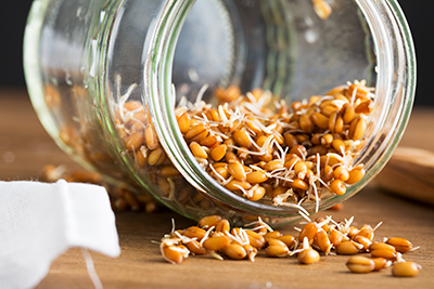 jar on its side with wheat sprouts flowing out