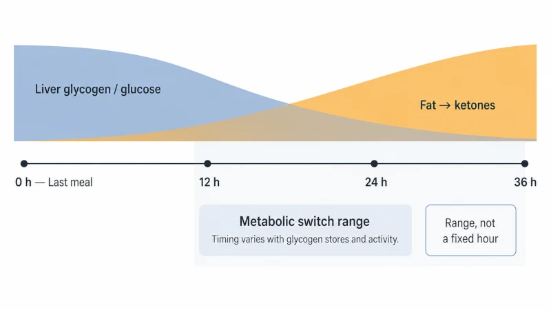 Fasting timeline showing liver glycogen declining after the last meal and fat-derived ketones increasing, with the metabolic switch occurring within a variable 12-to-36-hour range.