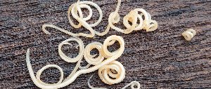 roundworms