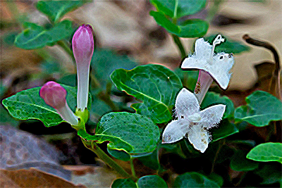 partridge berry flowers