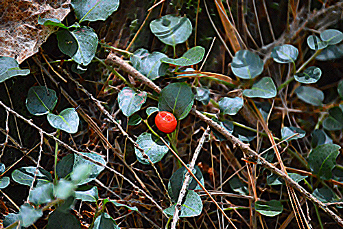 squaw vine berry and leaves