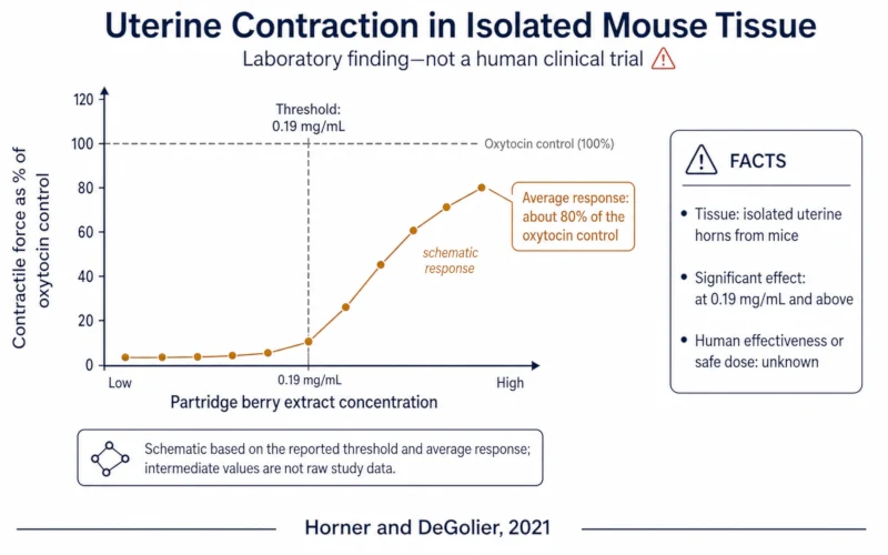 Chart of contractile force in isolated mouse uterine tissue rising with partridge berry extract concentration, peaking near 80 percent of the oxytocin control.