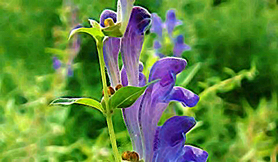 Skullcap flower