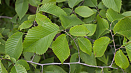 slippery elm leaves