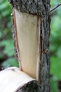 slippery elm bark