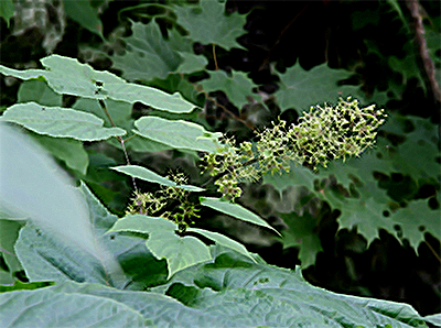 spikenard plant leaves and young buds
